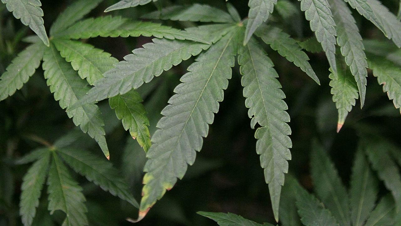 Health reform advocate opposes marijuana legalization