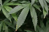 Unclaimed luggages containing P7.3-M worth of Marijuana Kush seized at NAIA
