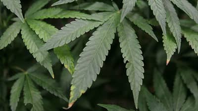 Unclaimed luggages containing P7.3-M worth of Marijuana Kush seized at NAIA