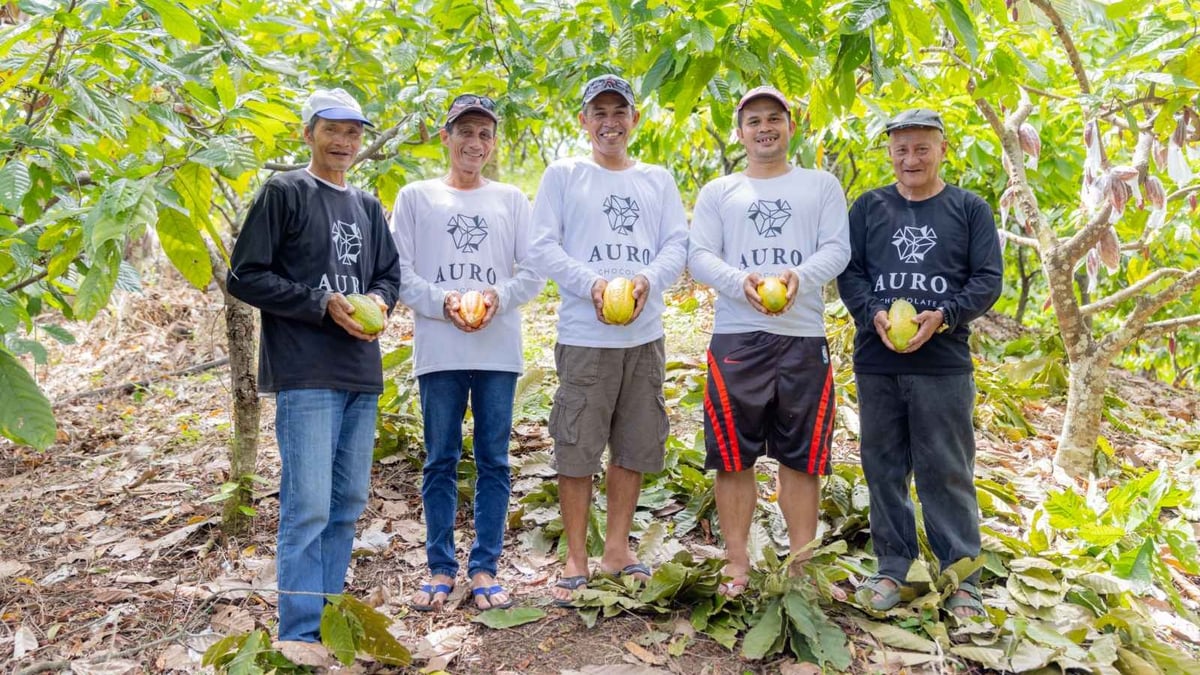 Auro Chocolate boosts cacao planters’ income