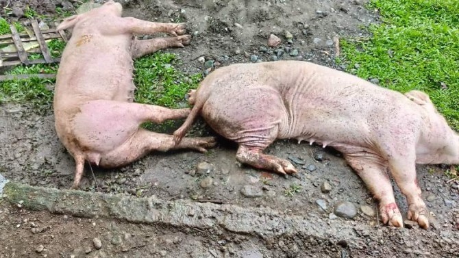 African Swine Fever (ASF)