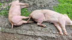 Some hogs died after ASF-controlled vaccination in Batangas town