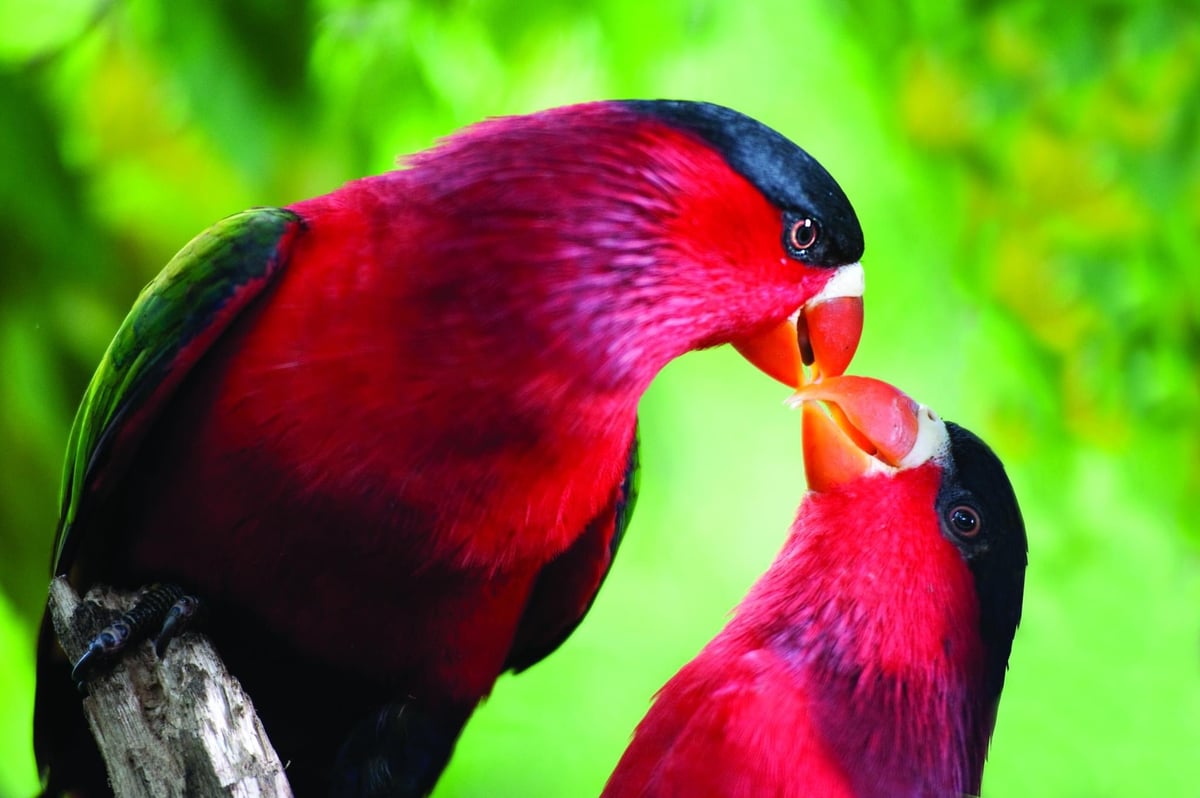 Famed as a birdwatcher’s paradise, Papua New Guinea is home to over 700 bird species, most native to the region.