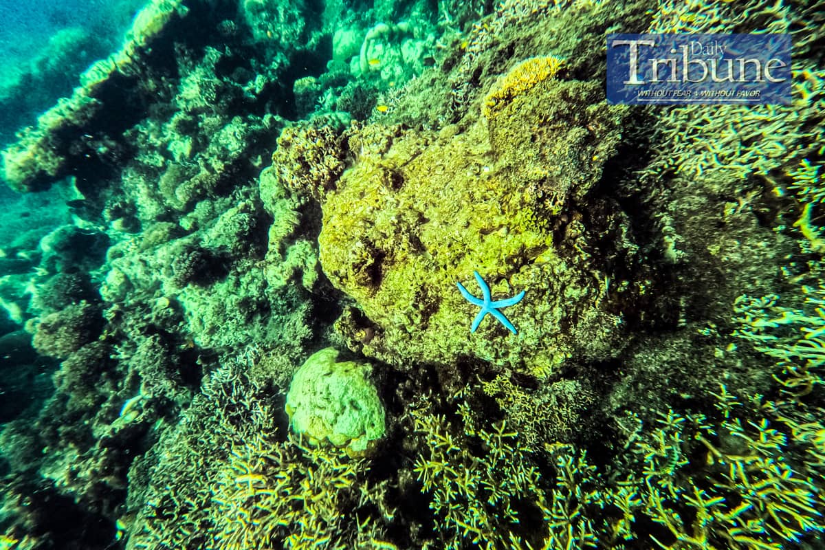 Corals at the Sunken Cemetery in Camiguin.