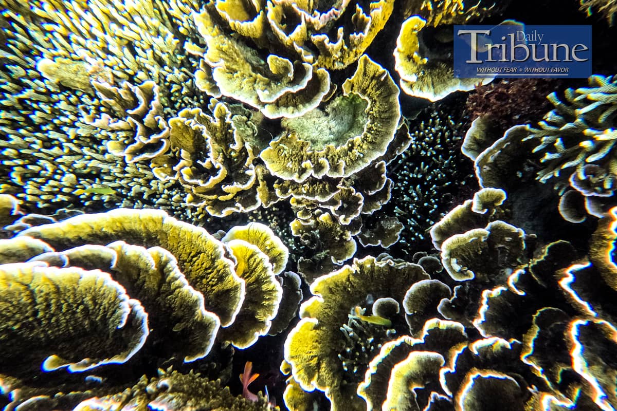 Corals at the Sunken Cemetery in Camiguin.