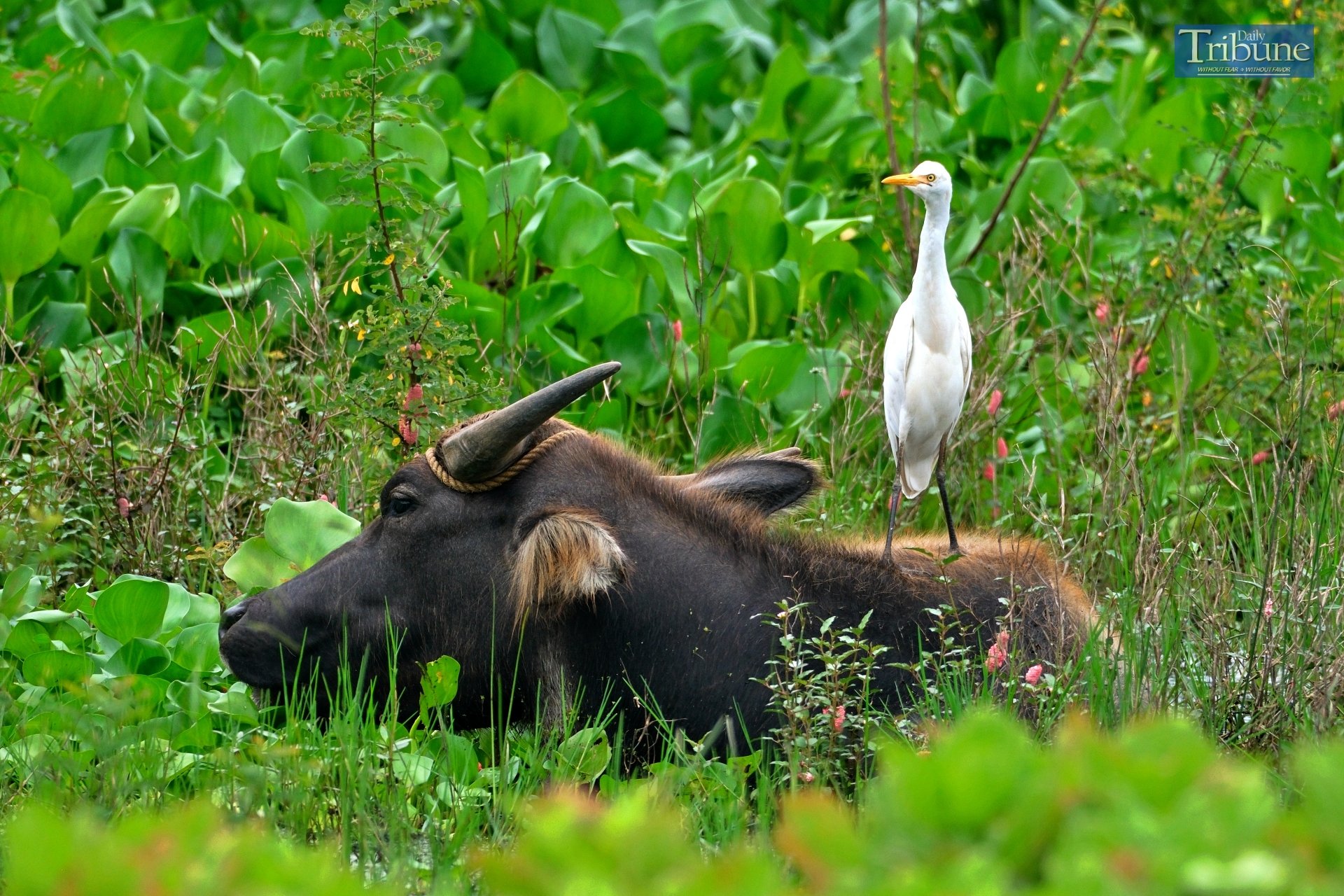 Group urges inclusion of farm animals in disaster response