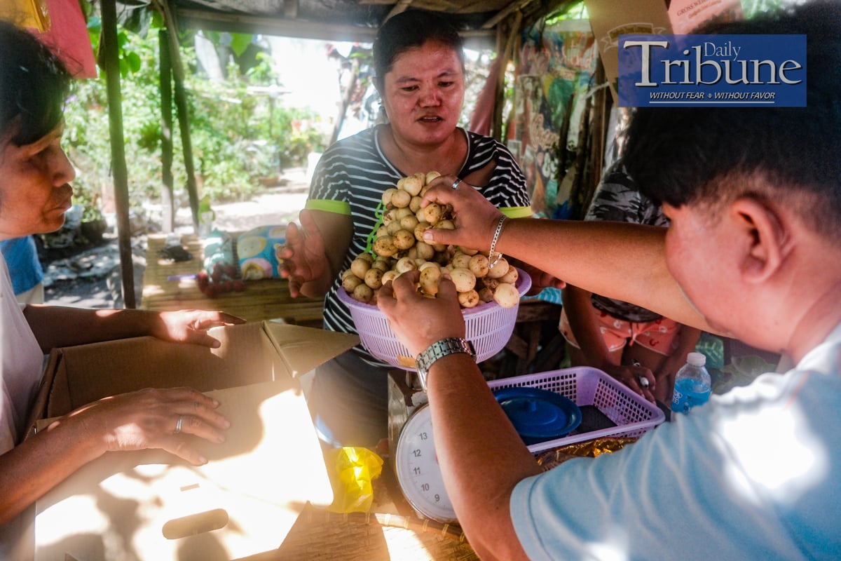 Lanzones in Camiguin
