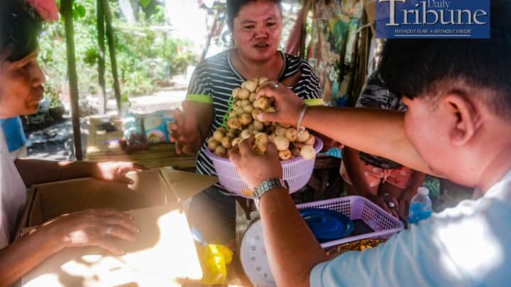 Lanzones in Camiguin