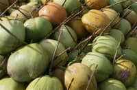 coconuts