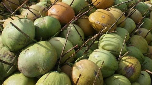 coconuts