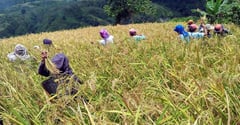 Tacloban turns to upland rice farming 