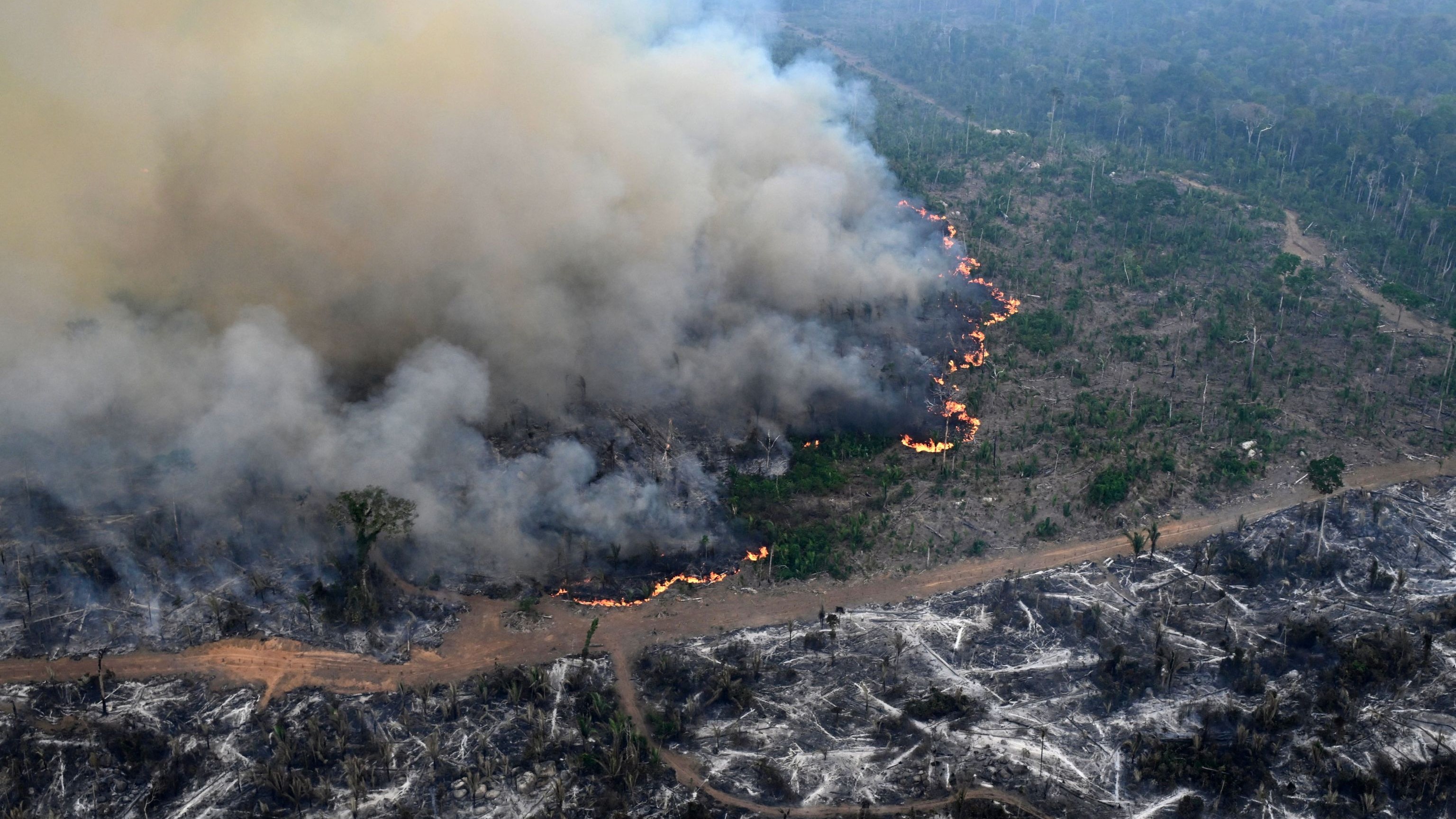 Amazon forest has lost an area the size of Germany and France