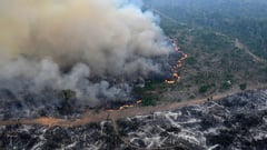 Amazon forest has lost an area the size of Germany and France