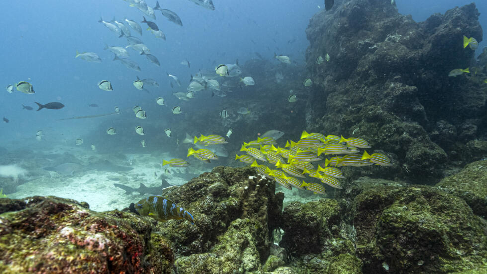 Acidic waters damage corals, shellfish and the phytoplankton that feeds numerous marine species.