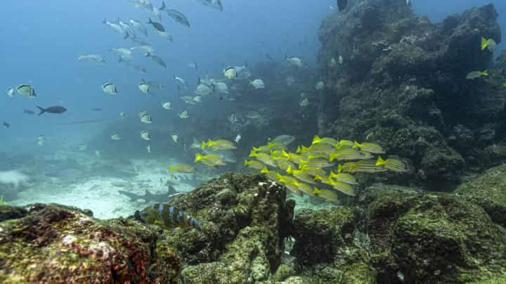 Acidic waters damage corals, shellfish and the phytoplankton that feeds numerous marine species.