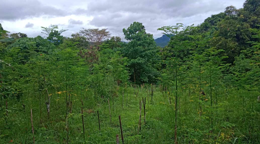 THE FoundatIon embraced organic farming, with a focus on moringa (malunggay) — a highly nutritious plant that not only addresses global food security but also provides a sustainable livelihood for farmers.