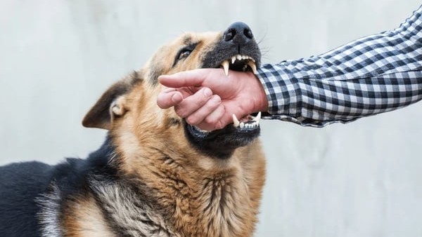 Veterinarian stresses importance of early prevention vs. rabies