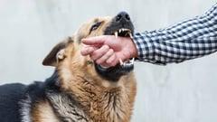 Veterinarian stresses importance of early prevention vs. rabies