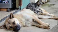 Public urged: Spay, neuter pets