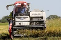 NFA to delay palay buying to avoid price spike