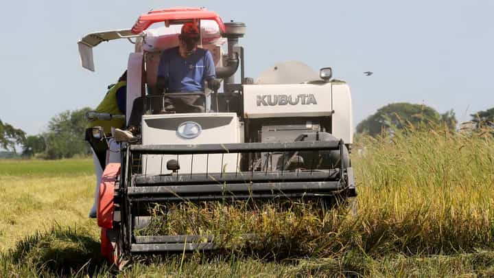 NFA to delay palay buying to avoid price spike