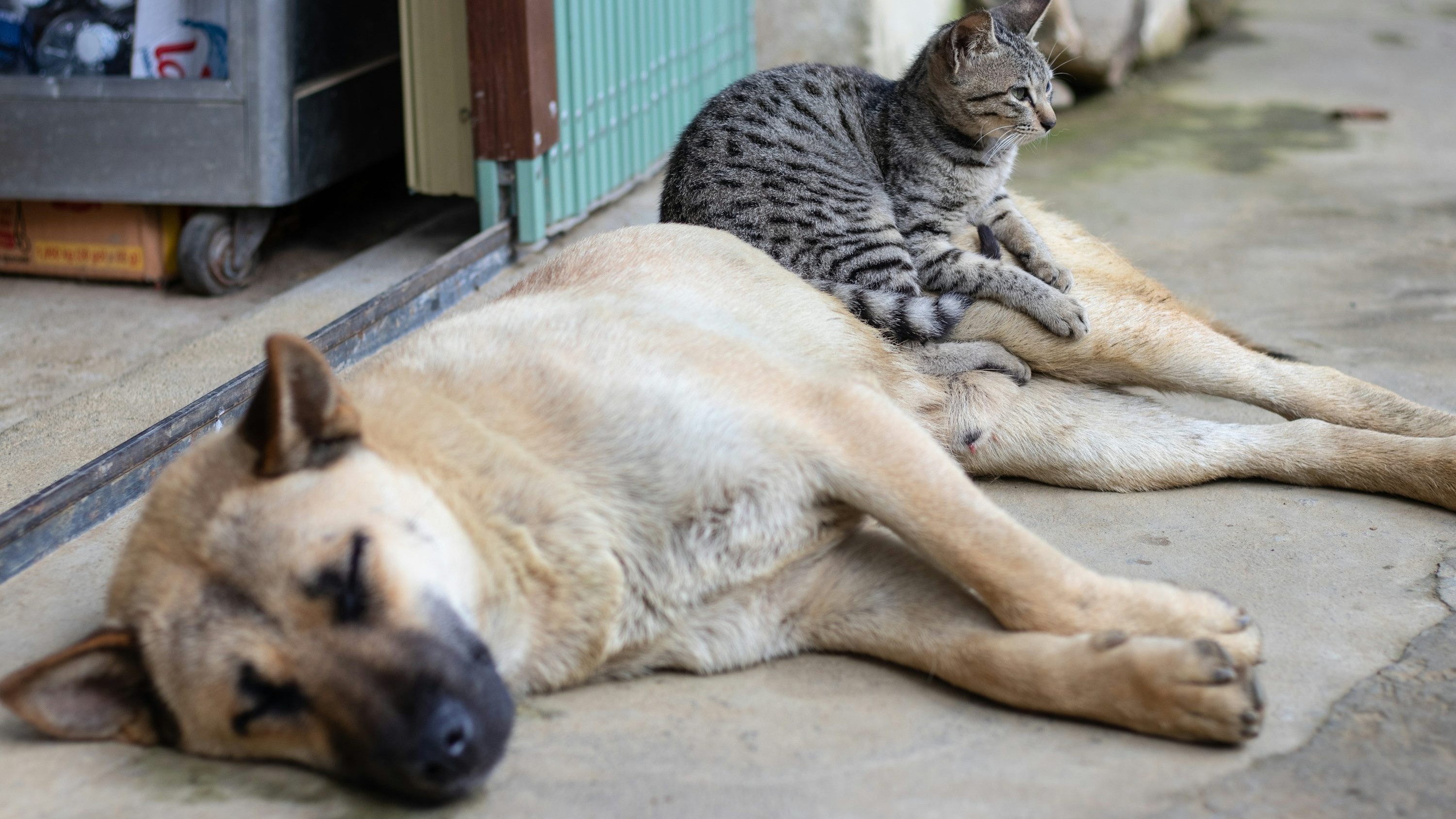 Public urged: Spay, neuter your pets