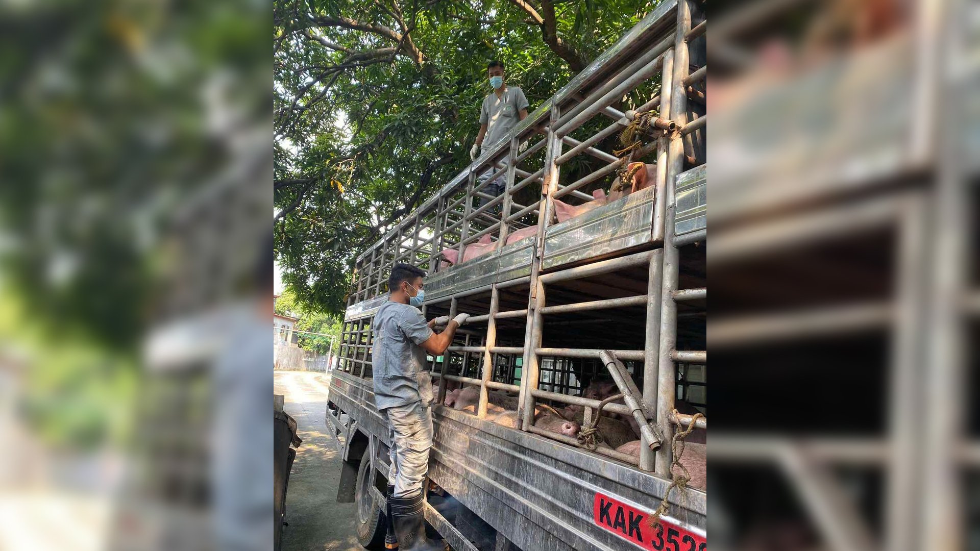 ASF-positive hogs intercepted at QC