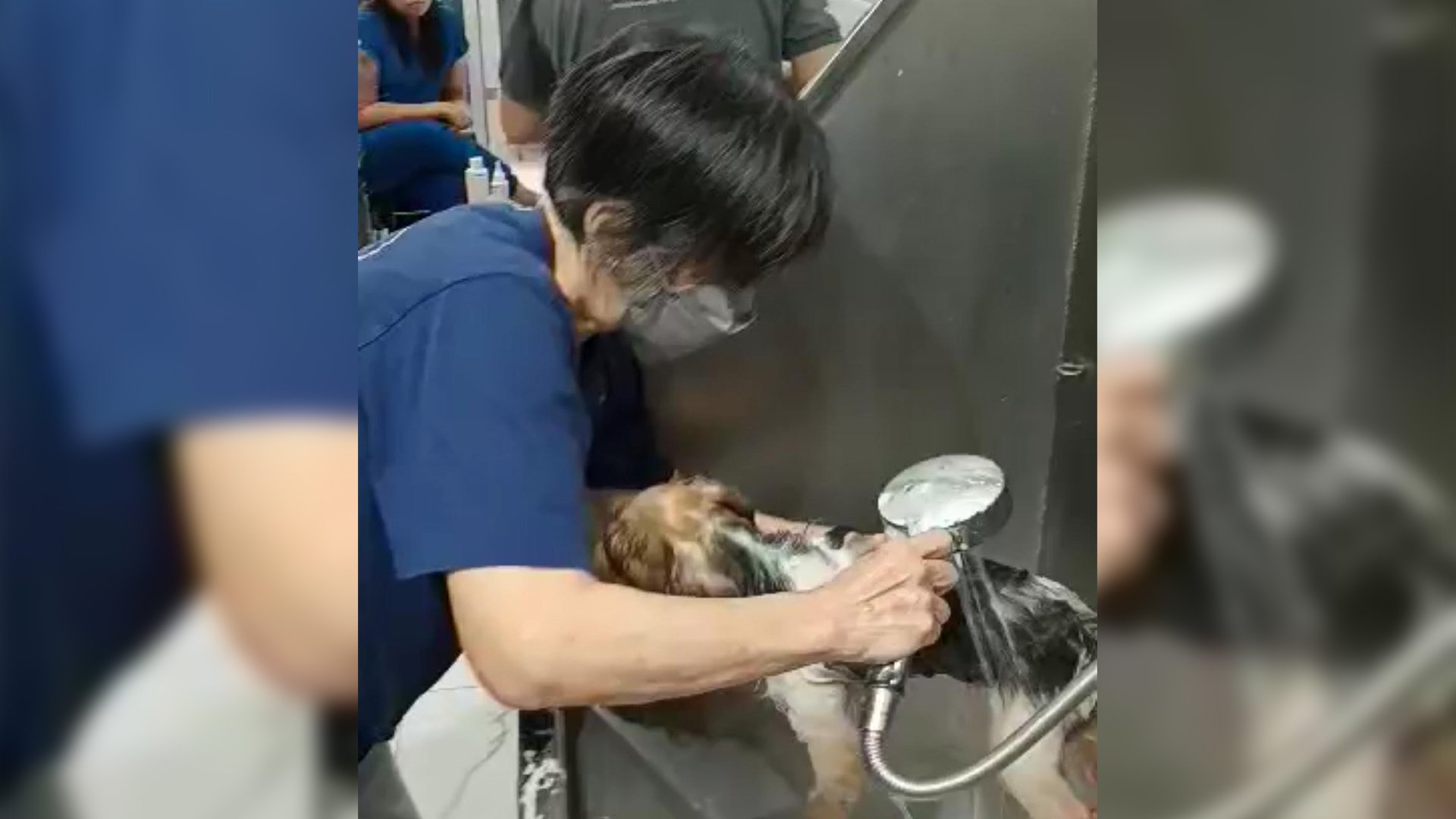 So you want to be a pet groomer 
(Or how I studied dog grooming) 