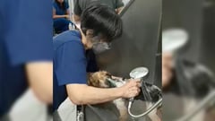 So you want to be a pet groomer
(Or how I studied dog grooming)