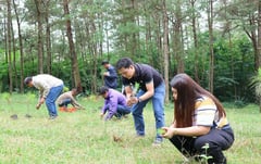 100 pine trees for greener sky