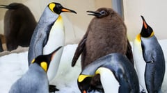 Hefty Australian penguin chick 'Pesto' becomes star