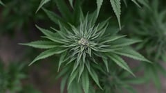 House panels revive medical cannabis bill