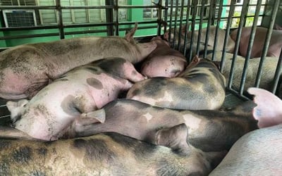 Hog farmers seek emergency ASF vaccine use
