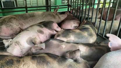 Hog farmers seek emergency ASF vaccine use