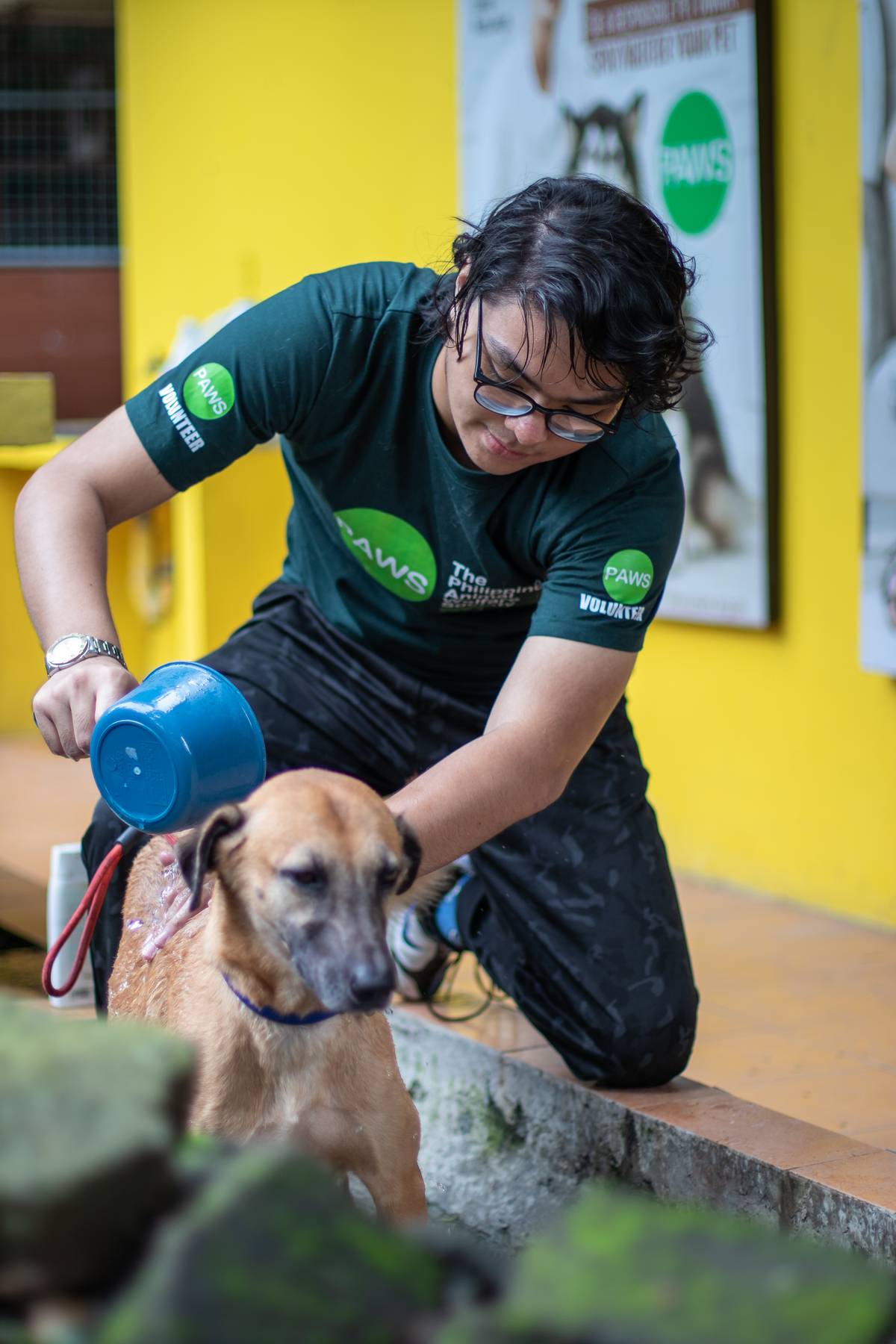 PAWS volunteers are true heroes.