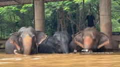Elephants evacuated, animals stranded in floods in Thailand