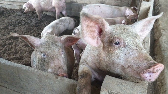 BAI reports promising results 28 days post-ASF vaccination of Lobo pigs