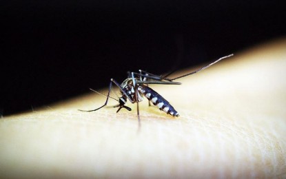dengue