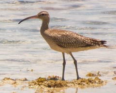 How migratory birds maintain ecological balance