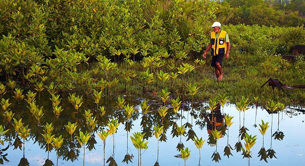 LOOK: The ECO-STAR Program helped restore coastal ecosystems by planting over 300,000 mangroves, which is key for marine conservation. | Photo courtesy of SM Investments.