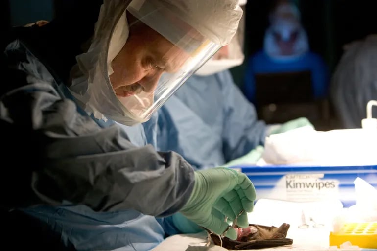 A scientist checks for Marburg virus antibodies in a bat near a lead and gold mine in Kitaka inside the Kitomi forest reserve, about 300km from Uganda's capital Kampala