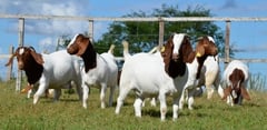 DA lifts American-imported goats’ ban