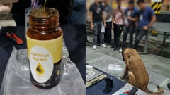 BoC seizes ‘weed’ passed off as hair treatment
