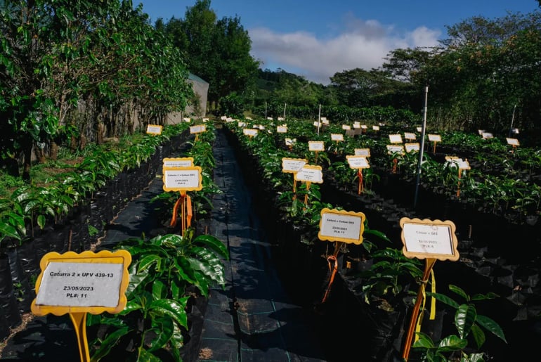 Protect future of coffee
