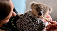 Cars, chlamydia threaten Australian koalas