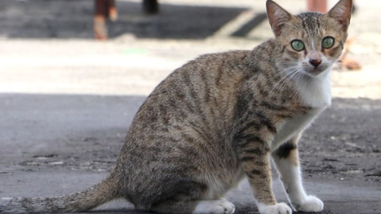 Community support poured in for ‘PIA’ cat who survived a near-fatal fall: A feline’s second shot
