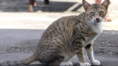 Community support poured in for ‘PIA’ cat who survived a near-fatal fall: A feline’s second shot