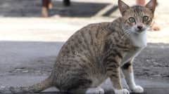 Community support poured in for ‘PIA’ cat who survived a near-fatal fall: A feline’s second shot