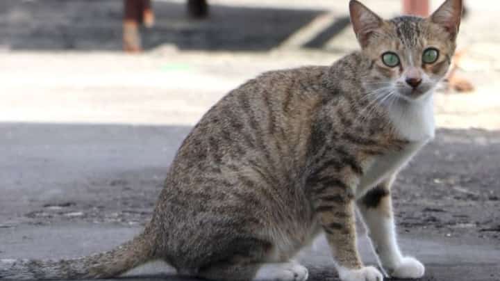 Community support poured in for ‘PIA’ cat who survived a near-fatal fall: A feline’s second shot