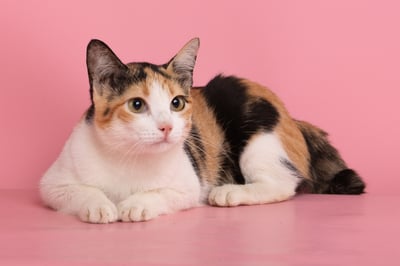 How about giving these cats and dogs 
a home?